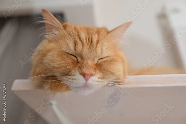 Obraz キャットウォークでくつろぐ猫（マンチカン）