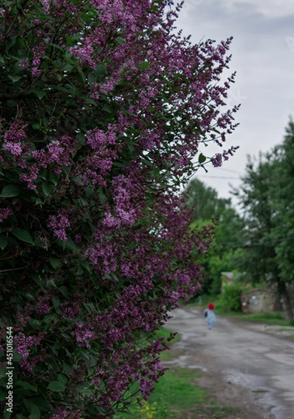 Obraz spring in the park