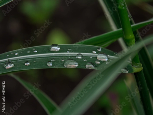 Obraz dew on the grass