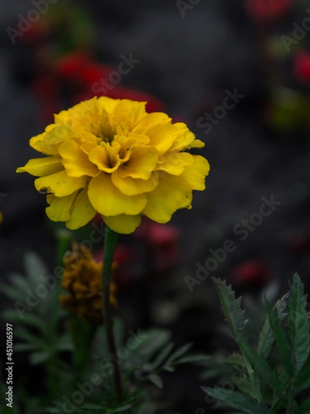 Obraz yellow and red flower