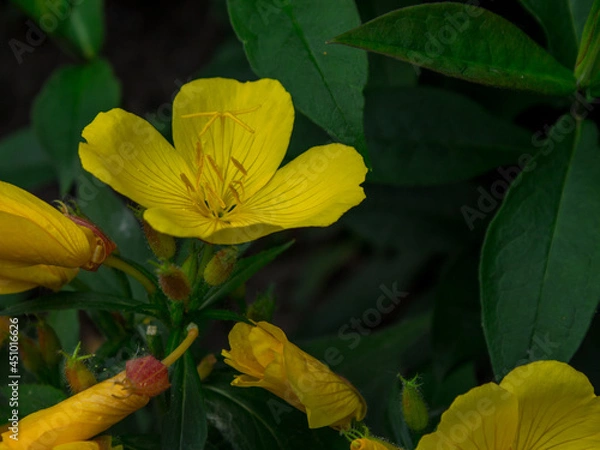 Obraz yellow flower in the park