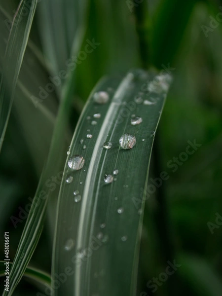 Obraz dew on a grass