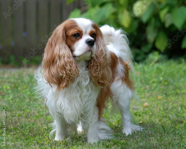 Obraz Cavalier King Charles Spaniel