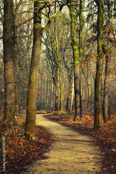 Obraz droga w lesie