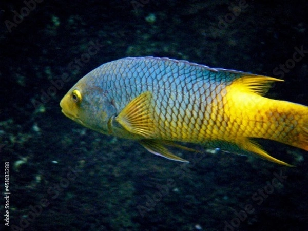 Obraz Blue and yellow fish