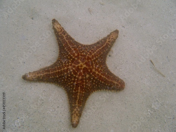 Obraz Large Starfish
