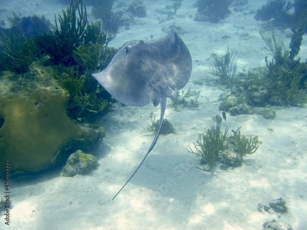 Obraz Stingray swooping
