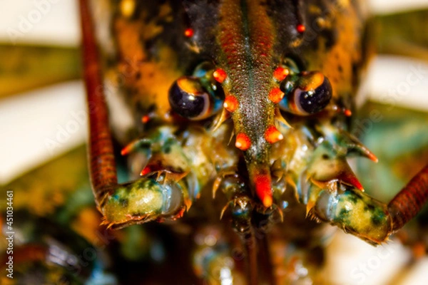 Obraz Lobster close up