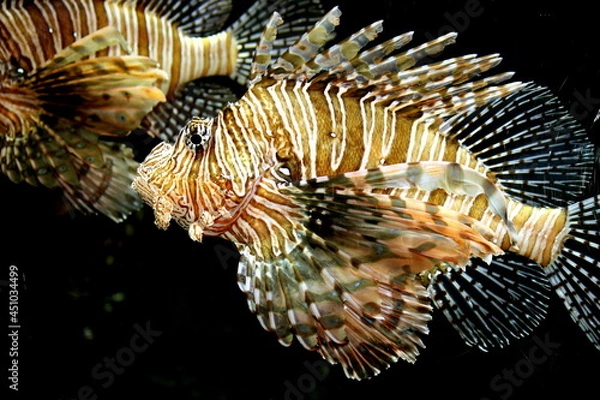 Obraz Lionfish