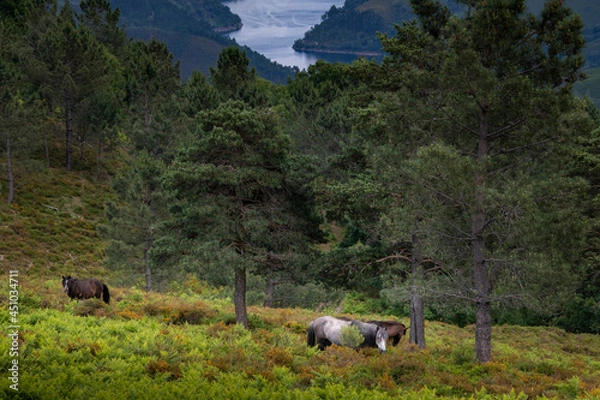 Fototapeta A group of Garranos wild horses with the Alto Lindoso reservoir on the background, at the Peneda Geres National Park, in Portugal