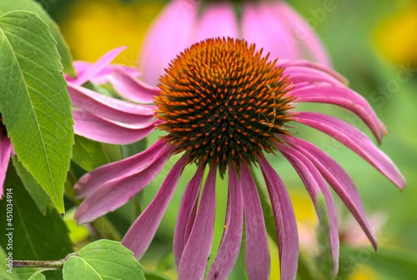 Obraz Cone Flower Closeup