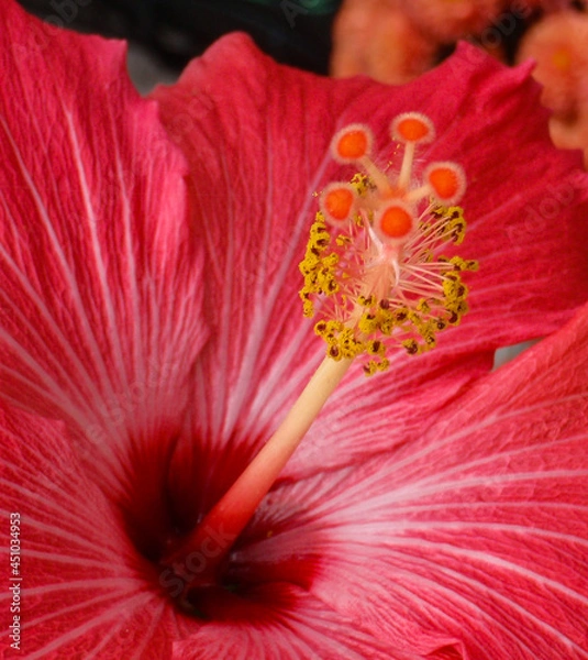 Obraz hibiscus close up