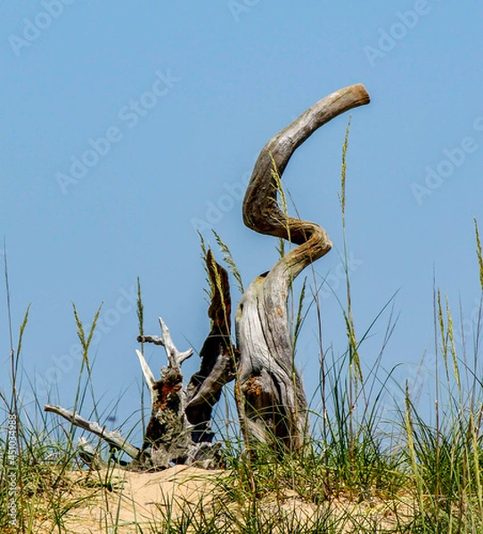 Obraz Driftwood upright