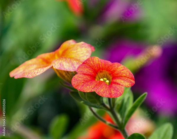 Obraz red and yellow flowers