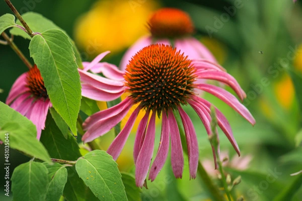 Obraz pink cone flower