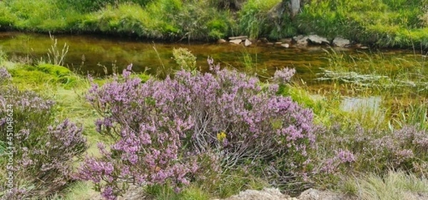 Obraz lavender field in region