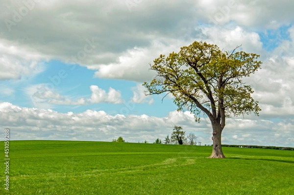 Obraz tree on a field