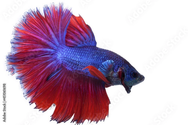 Fototapeta fighting fish isolated