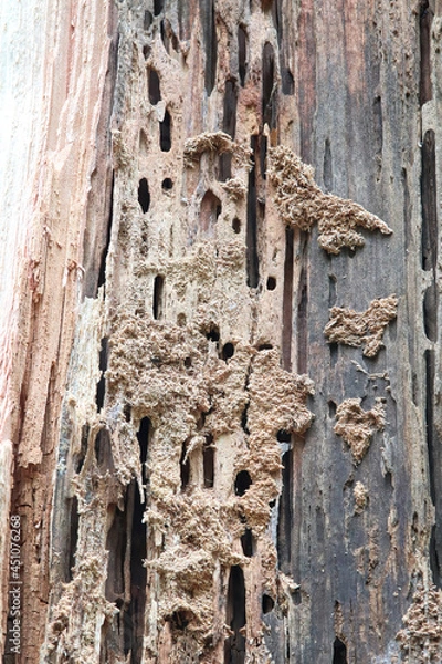 Fototapeta Tunnels chewed into wood by carpenter ants