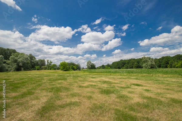 Fototapeta landscape with meadow and trees in the background