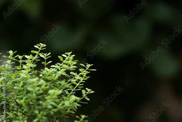 Fototapeta Beautiful thyme aromatic plant growing healthy, isolated on a natural dark green background in bokeh with copy space, selective focus