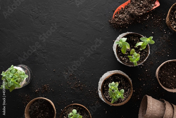 Fototapeta Peppermint plants growing in biodegradable peat pots, cuttings in a glass jar and a shovel with potting soil, on a black surface with copy space