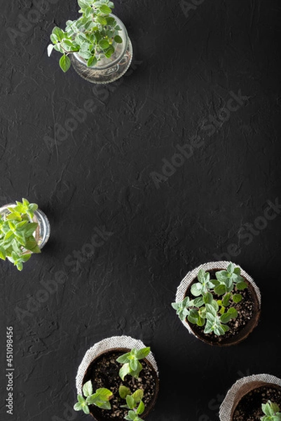 Fototapeta Aromatic herbs growing in biodegradable peat pots and a glass jar with cuttings for propagation, on a black textured surface with copy space