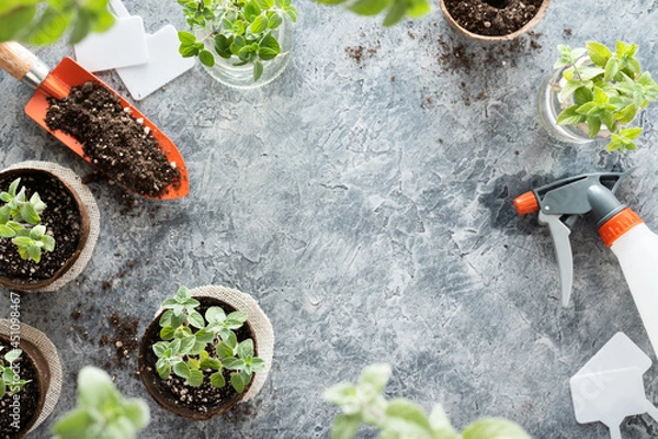 Fototapeta Aromatic plants, oregano and peppermint growing in biodegradable peat pots and gardening tools, on a textured surface with copy space in the middle, flat lay