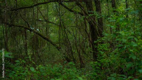 Fototapeta Florida Swamp View