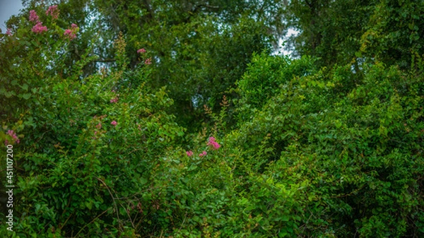 Fototapeta crepe myrtle bloom 