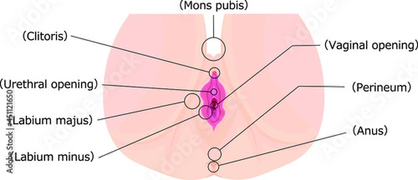 Fototapeta 女性外性器２