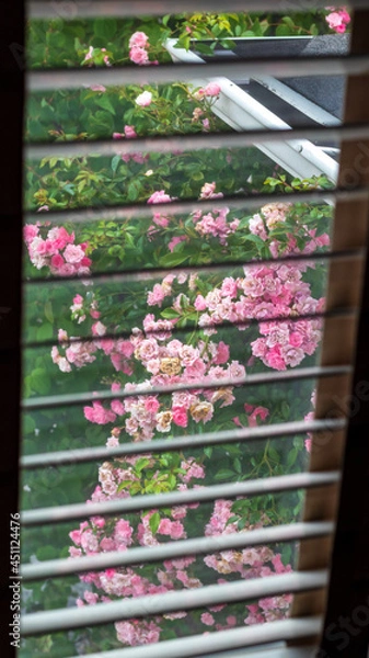 Fototapeta flowers through the window