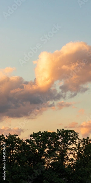 Fototapeta sunset over the trees