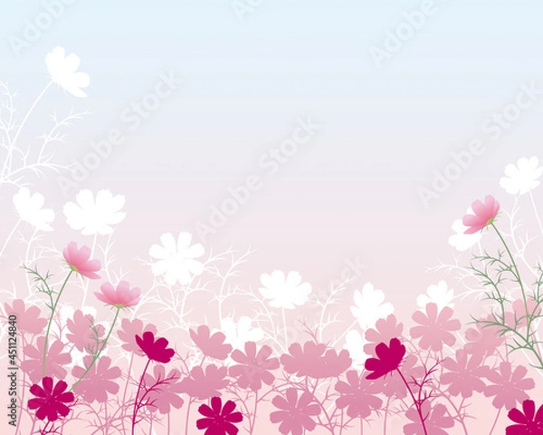 Obraz コスモスの花の背景