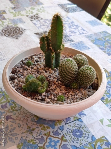 Obraz Cactus 