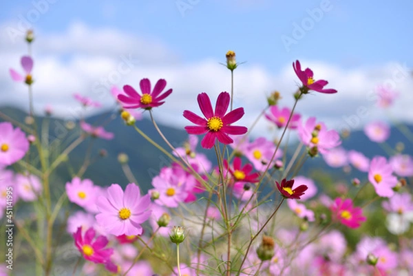 Obraz cosmos flowers