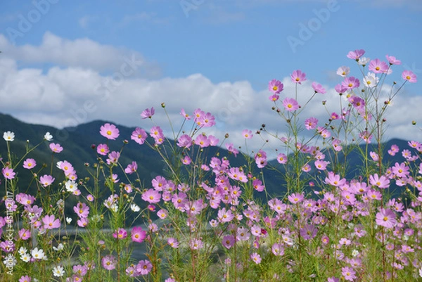 Obraz cosmos flowers