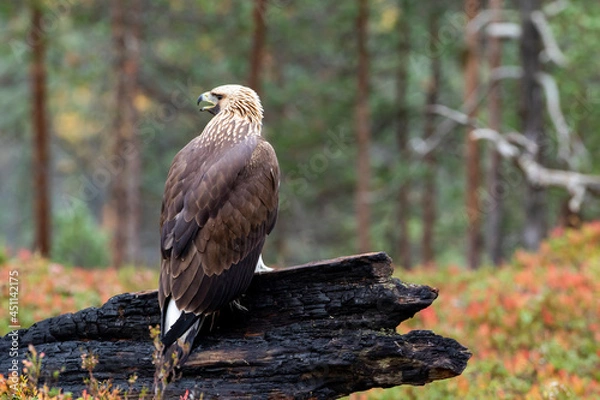 Obraz Young raptor Golden eagle, Aquila chrysaetos perched on a burnt tree trunk during autumn foliage in Finnish taiga forest in Northern Europe