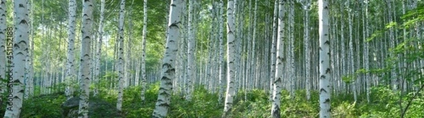 Obraz White Birch Forest in Summer, Panoramic View