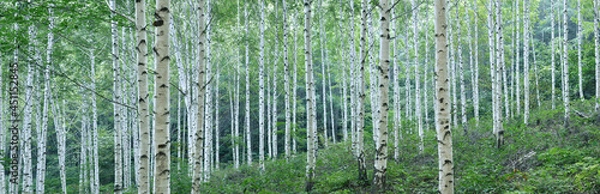 Obraz White Birch Forest in Summer, Panoramic View