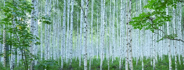 Obraz White Birch Forest in Summer, Panoramic View