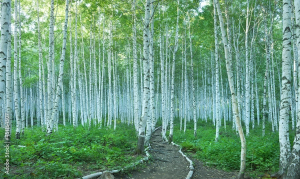 Obraz White Birch Forest in Summer