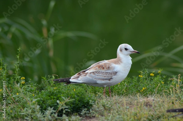 Fototapeta seagull on a background of green grass, close up 