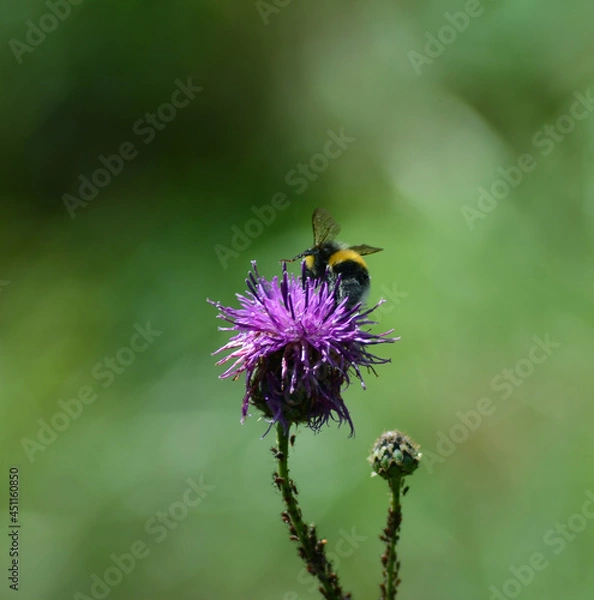 Fototapeta bumblebee collects nectar on a purple thistle flower on a green background, close-up