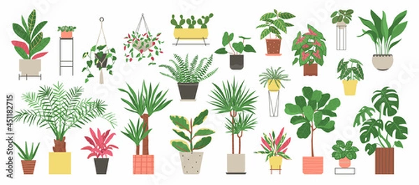Fototapeta Big set of home plants isolated on a white background. Collection of indoor plants in pots. Home decor. Vector illustration in flat style.