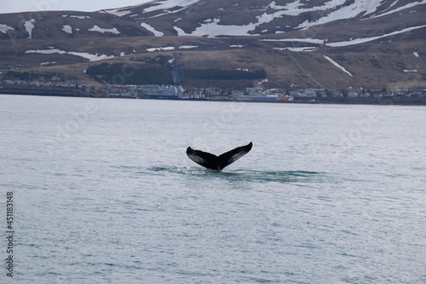 Fototapeta seagull on ice