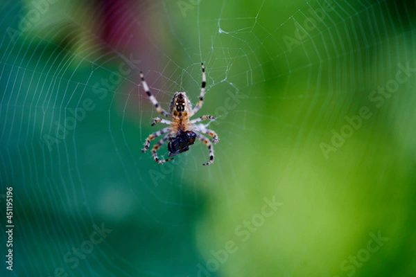 Fototapeta Spider On The Spider Web Eats Its Prey
