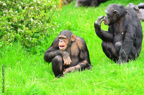 Fototapeta Chimpanzee