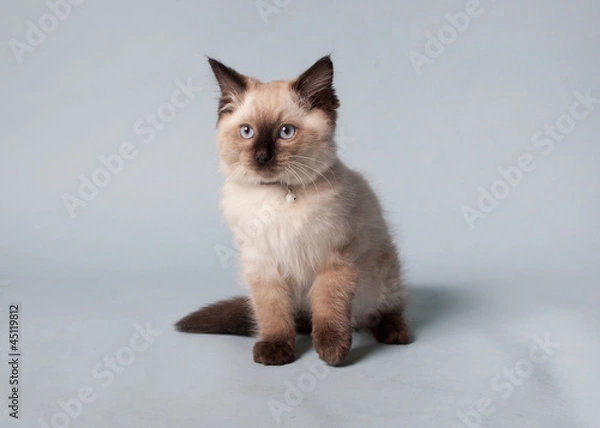Obraz chocolate point ragdoll kitten on blue background