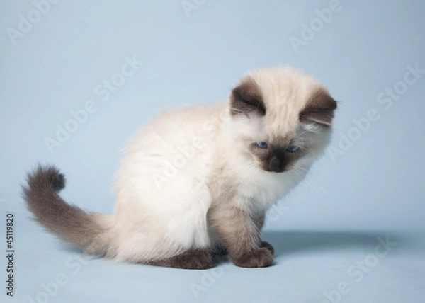 Obraz chocolate point ragdoll kitten on blue background